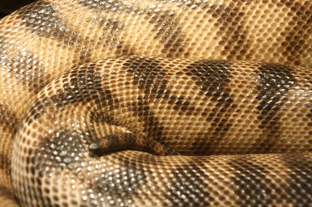 Python prints