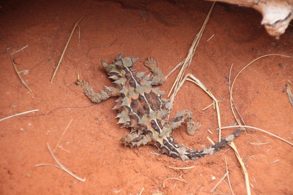 Thorny Devil