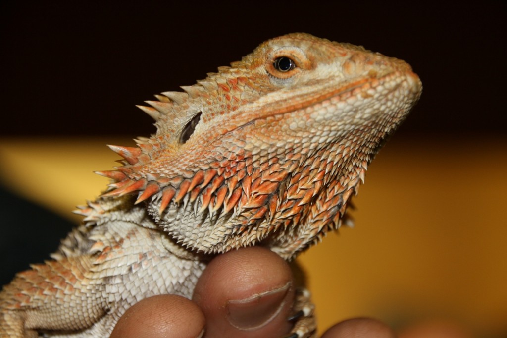 Up close with a Bearded Dragon