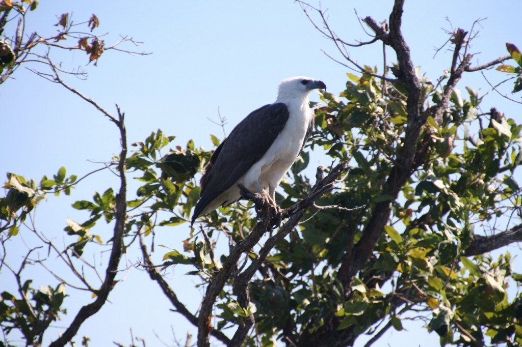 Sea Eagle