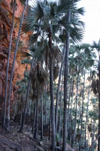 Joe Creek walk near Vic Downs