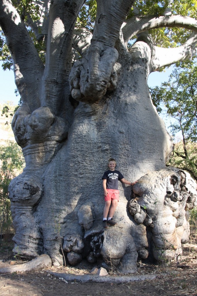 Old Boab at El Questro