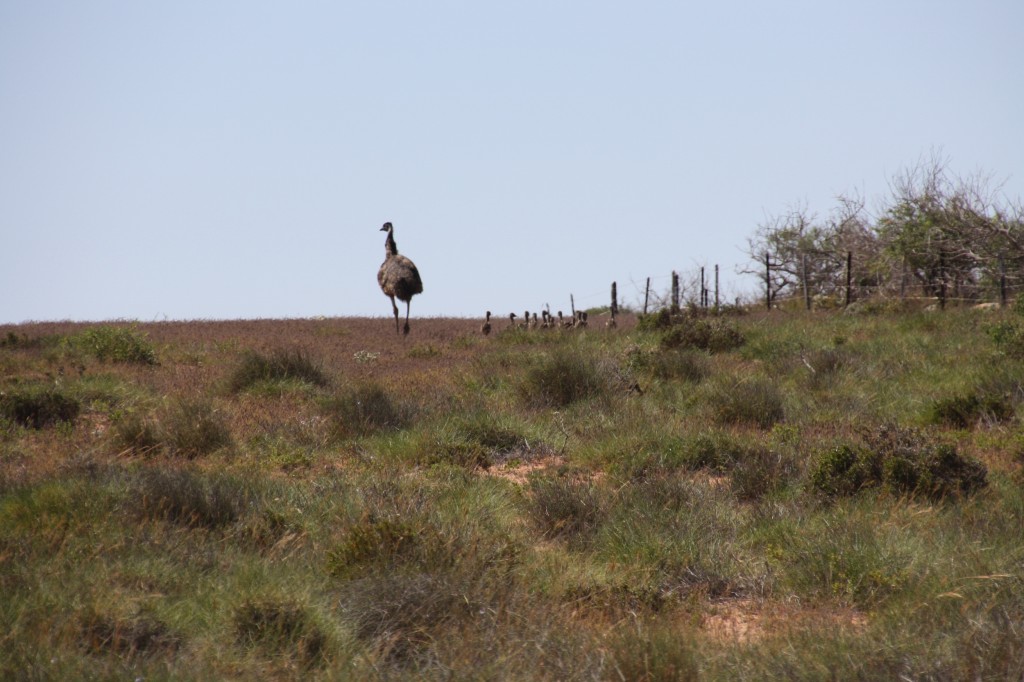 Mother Emu and her many chicks