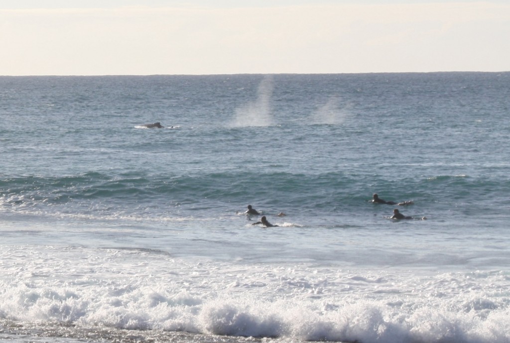 Whale at the back - surfers at the front.