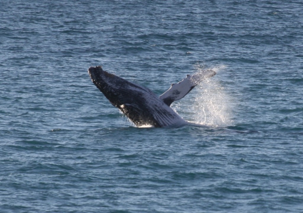 Humpback heaven!