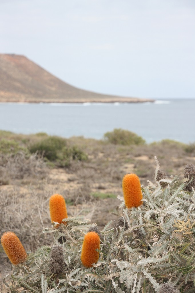 Banksia at Red Bluff