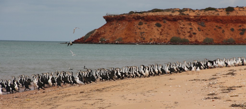 The cormorants up close.