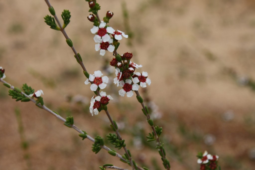 Geraldton Wax