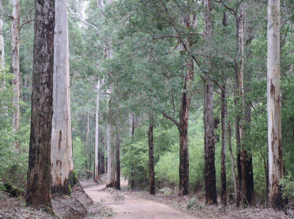 Karri forest near Pemberton