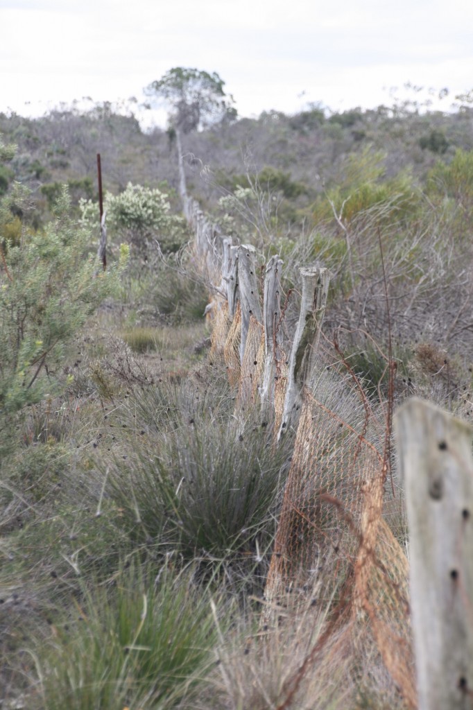 Rabbit Proof fence southern end