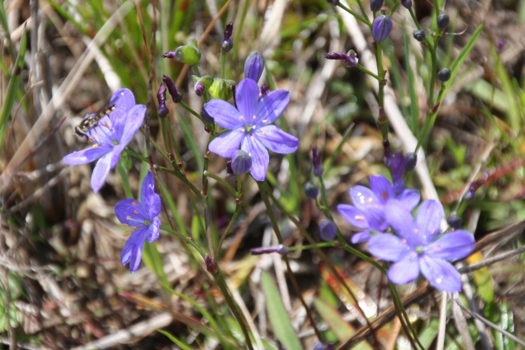 east of Esperance Narrow-Leaved Squill