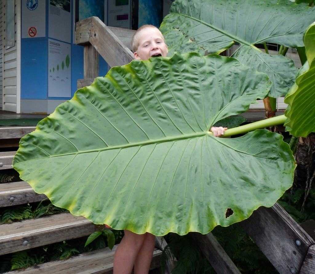 Harry's big fig leaf.