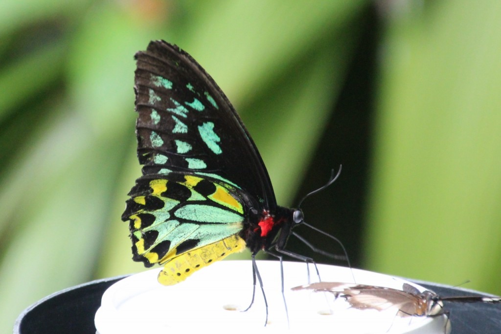 The Cairns Birdwing butterfly