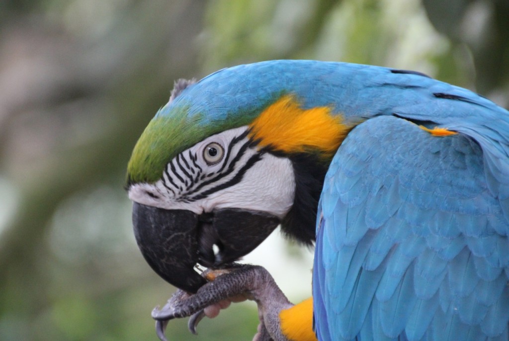 Blue Macaw