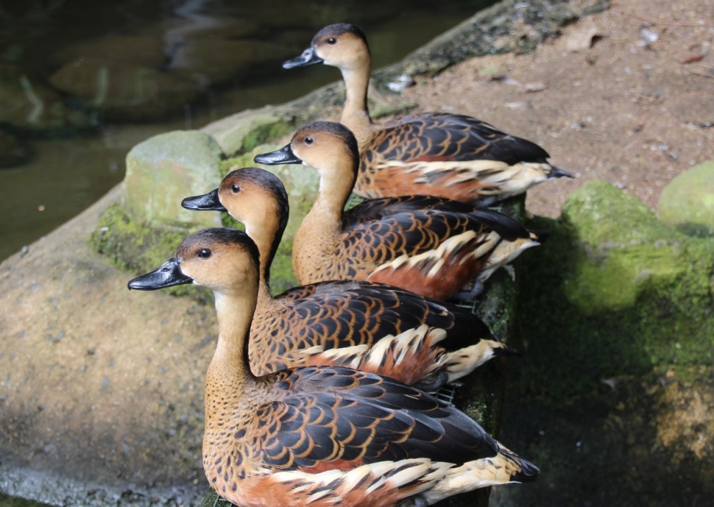 Cute ducks, no idea what they're called.