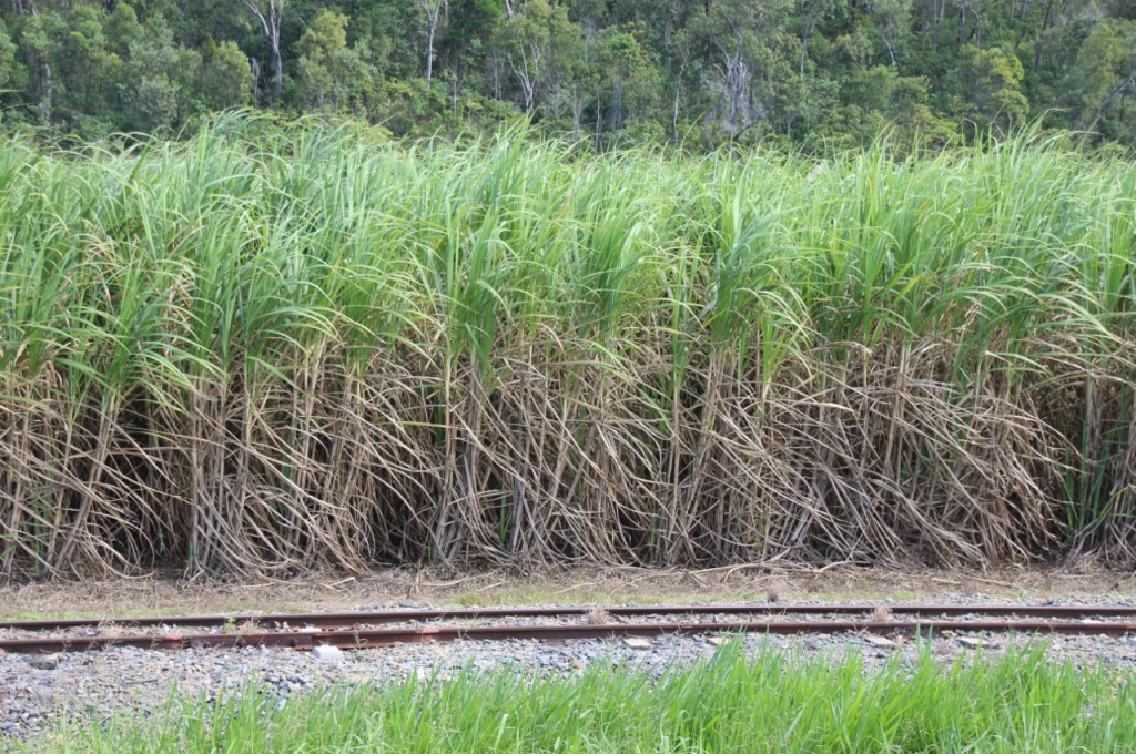 No fluffy tops on this crop.