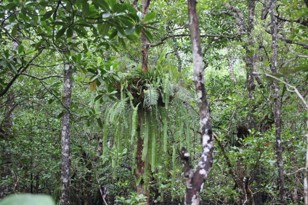 Enormous basket fern