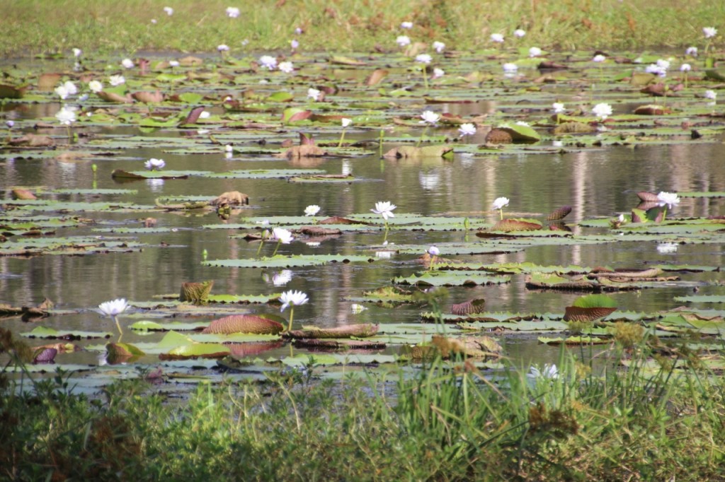 Lilies everywhere