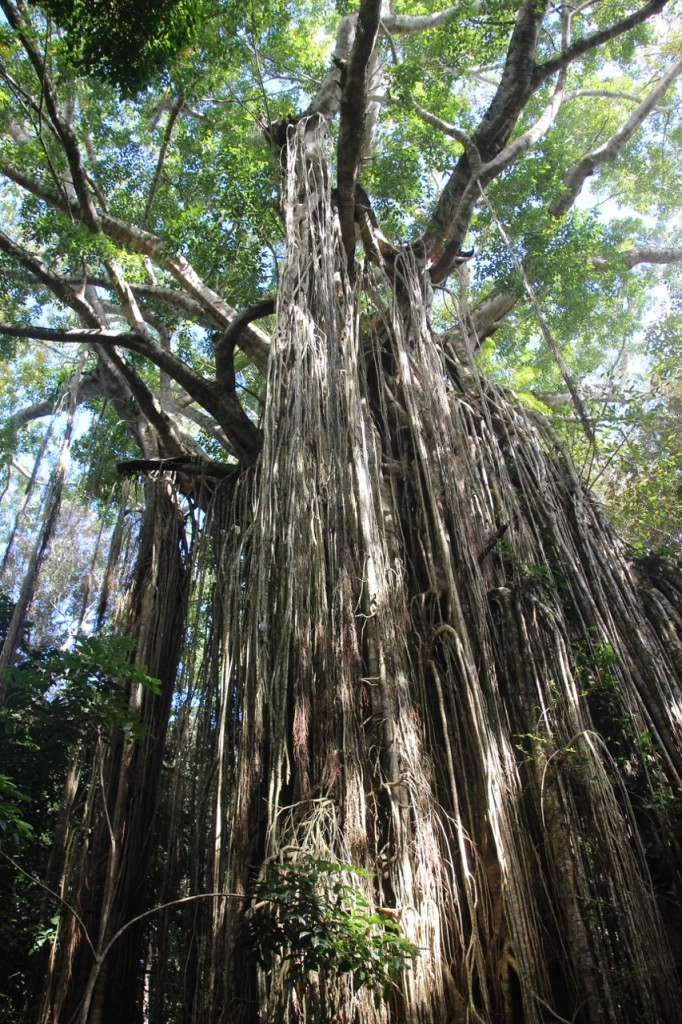 The Curtain Fig Tree