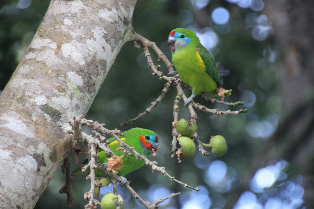 Fig Parrots