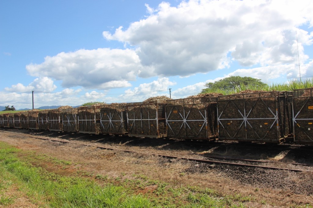 Sugarcane train near Innisfail.