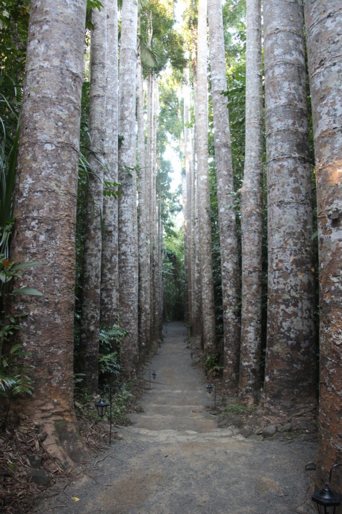 Avenue of Kauri trees