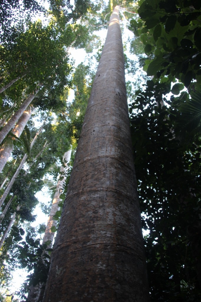 Kauri - Supertree