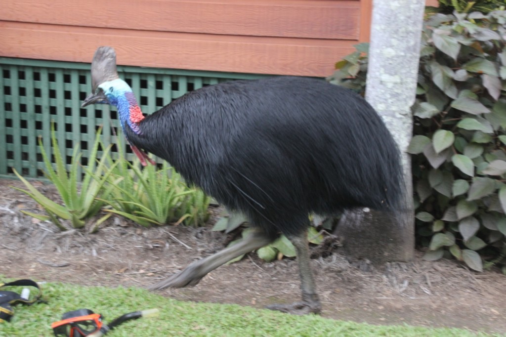 Cassowary at Mission Beach