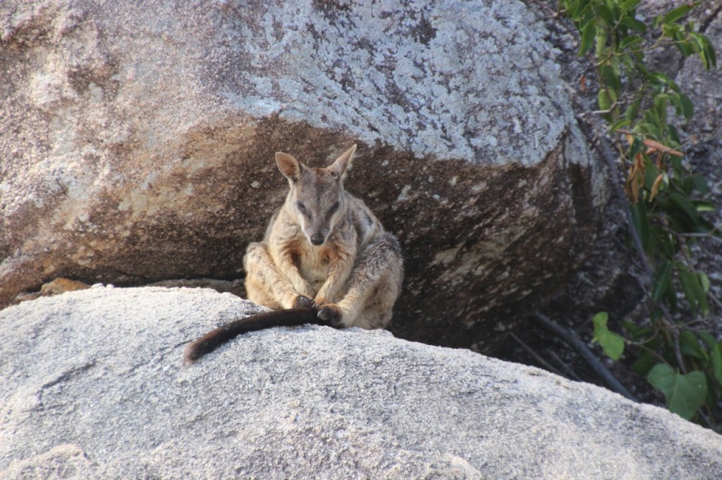 Rock Wallaby on Magnetic Island